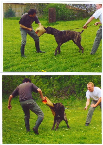 Vito des Loups Des Carrières