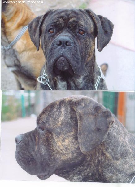 Valko des Loups Des Carrières