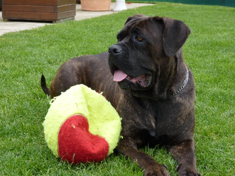 Enora des Loups Des Carrières