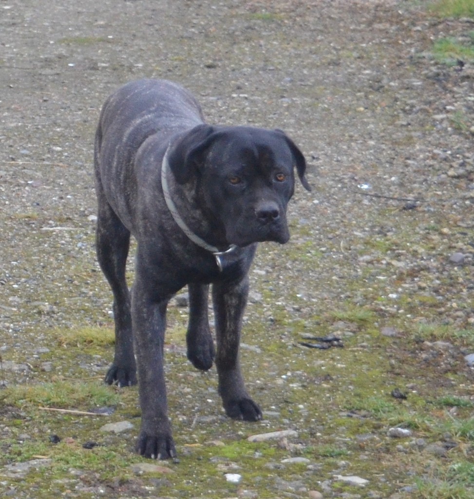 Lara des Loups Des Carrières