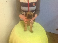 CHIOT
