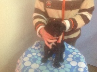 CHIOT