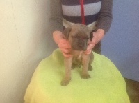 CHIOT