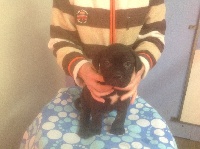 CHIOT