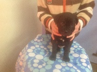 CHIOT