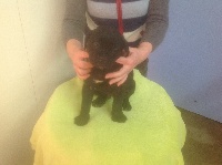 CHIOT