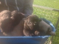 CHIOT