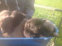 CHIOT