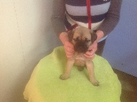 CHIOT