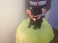 CHIOT
