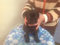 CHIOT