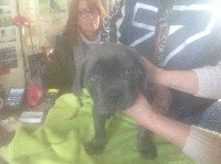 CHIOT