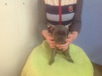 CHIOT
