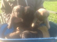 CHIOT