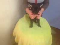 CHIOT