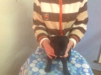 CHIOT