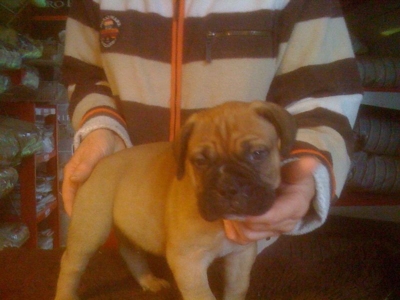 des Loups Des Carrières - Bullmastiff - Portée née le 07/09/2012